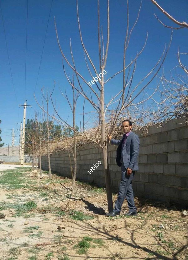 نهال پالونیا هیبرید اصلاح شده طب جو خرید و فروش پالونیا چوب پالونیا هیبرید اصلاح شده طب جو کاشت درخت پالونیا هیبرید پالونیا شیراز پالونیا هیبریدی درخت پالونیا پالونیا شنتونگ پالونیا فورتونی انواع نهال پالونیا